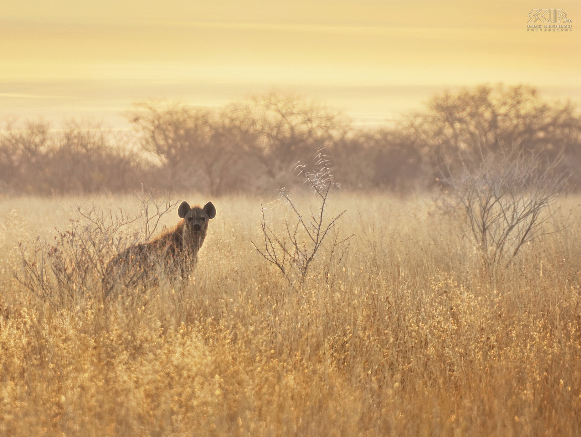 Etosha - Hyena bij zonsopgang Een vroege ochtend in Etosha NP met wondermooi licht en een hyena die recht in mijn lens kijkt. Stefan Cruysberghs